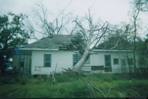 House for sale, tree for free.