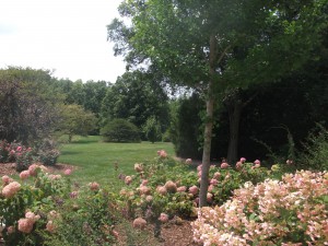 Outside the Thornhill Education Center, a view of the gorgeous grounds of the Morton Arboretum. 